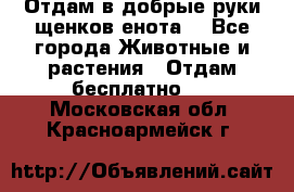 Отдам в добрые руки щенков енота. - Все города Животные и растения » Отдам бесплатно   . Московская обл.,Красноармейск г.